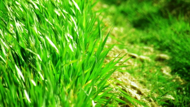 green grass nature