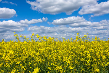 Canola Field