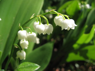 brin de muguet