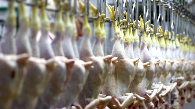 Food processing factory, chicken meat