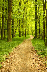 Forest track