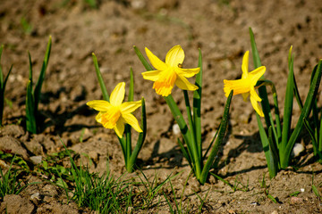 Daffodils