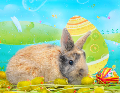 bunny and eggs