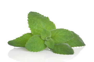 Lemon Balm Herb
