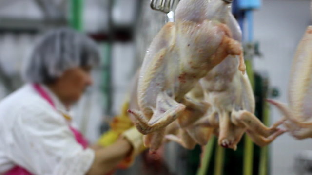 Food processing factory, chicken meat