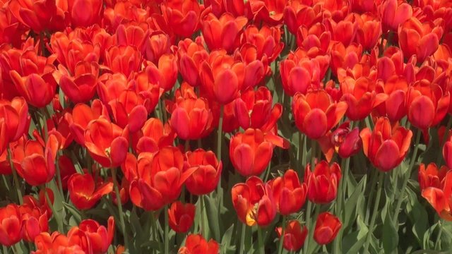 rote Tulpen