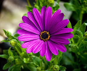 Obraz premium Dimorphoteca - purlpe daisy