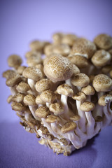makro von asiatischen speisepilzen