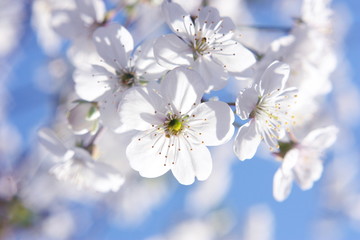 Springtime and white flowers