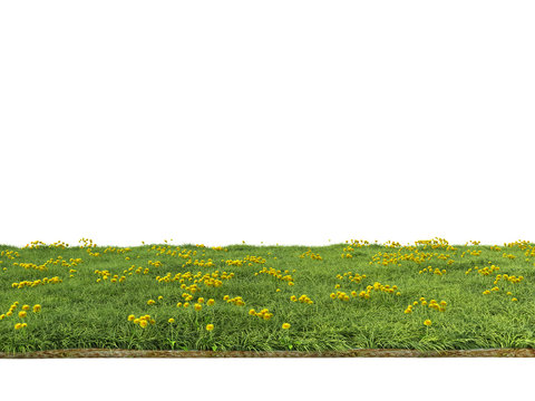 Fototapeta 芝生　たんぽぽ