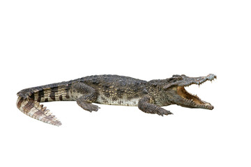 alligator