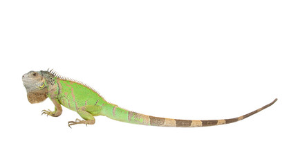 Fototapeta premium Iguana iguana isolated on white background