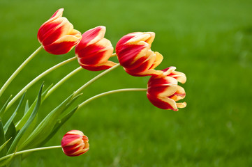 Bunch of five red and yellow tulips