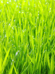 Fototapeta na wymiar background green lawn