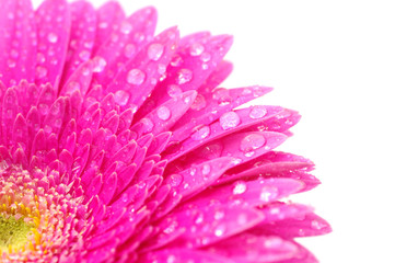 gerbera flower