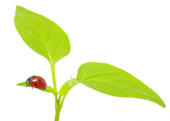 ladybug © Alekss