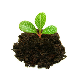 plant in soil