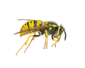 wasp