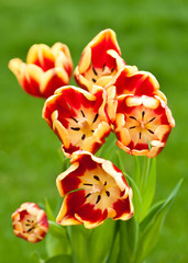 Bunch of red and yellow tulips front view