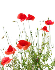 Obraz premium czerwone maki