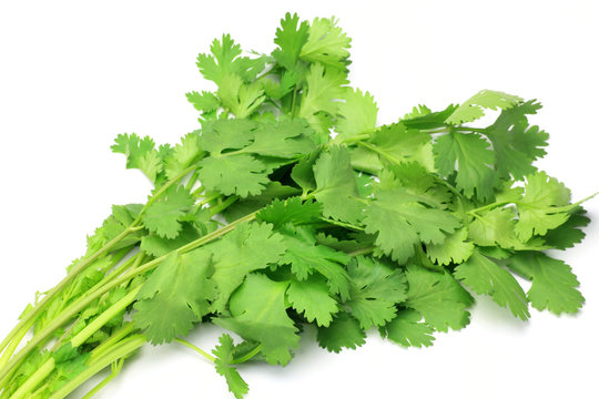 coriander