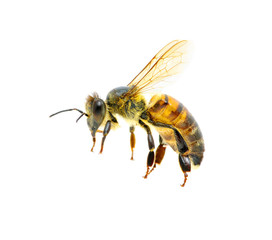 Bee in flight