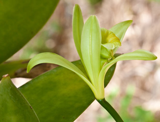 fleur de vanille Bourbon