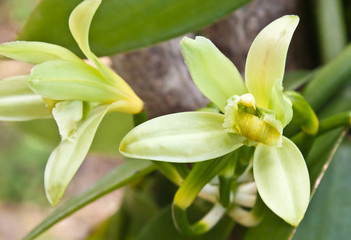 Fototapeta premium fleurs de vanille Bourbon