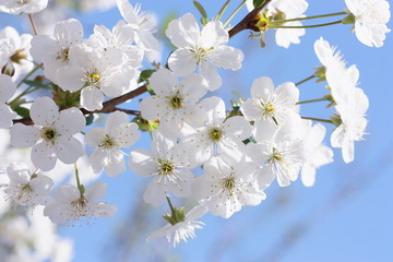 Spring Floral Festival