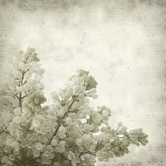 textured old paper background with white lilac