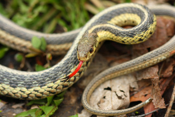 Fototapeta premium Common Garter Snake Thamnophis sirtalis