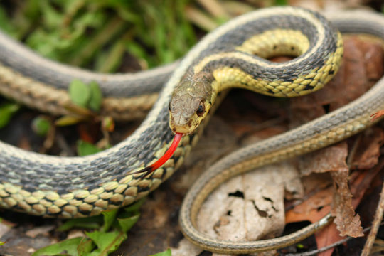 Common Garter Snake Thamnophis sirtalis