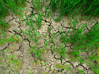 terra arsa per la sciccità