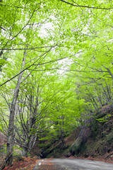pista forestal