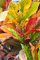croton © Unclesam