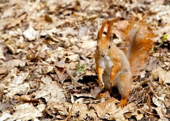 squirrel