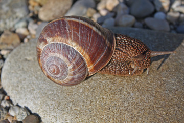 Escargot en promenade