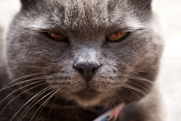 Gatto