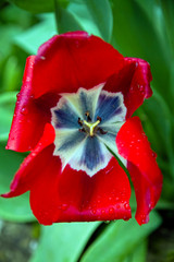 Red tulip
