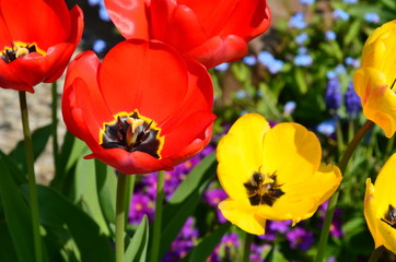 Rote und Gelbe Tulpen