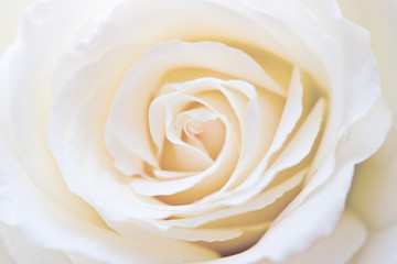Fototapeta na wymiar white rose