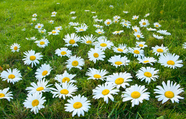 Large white daisies