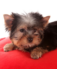 Small dog on a red pillow