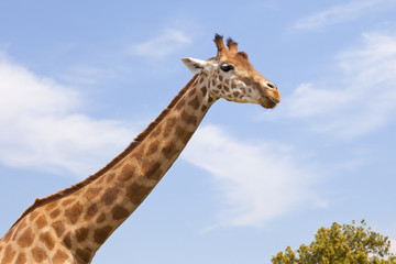 Fototapeta premium girafe