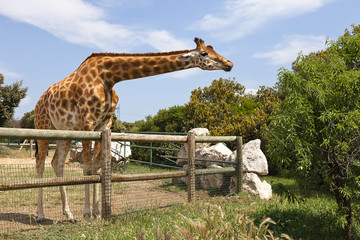 girafe