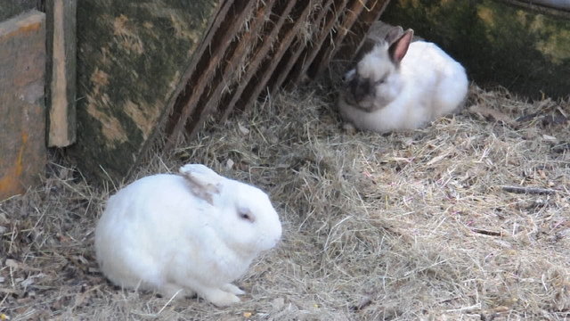 Hase