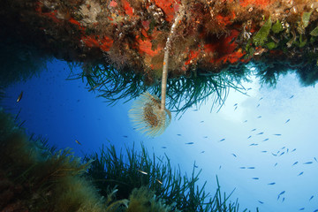 spirografo pantelleria