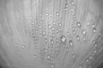Lotus petals background