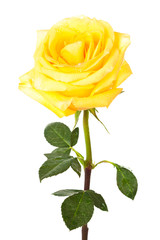 single yellow rose