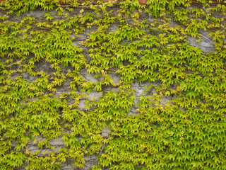 Canadian grapevine